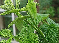 Red Raspberry Leaf